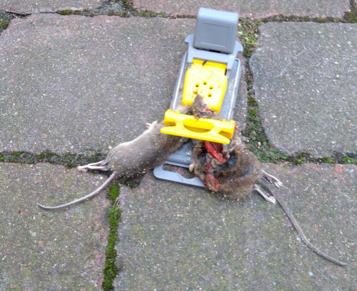 Mouse caught 2024 in trap